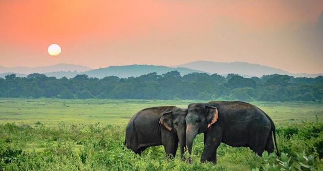 Sri Lanka Family Tour