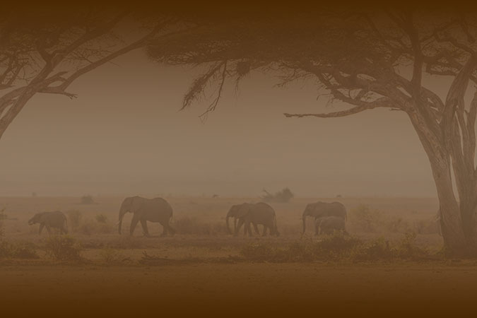 Kenya Wildlife Safari & Indian Ocean Escape